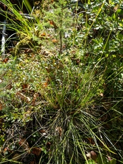 Piptatheropsis canadensis