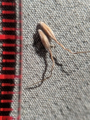 Piptatheropsis canadensis