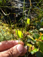 Piptatheropsis canadensis