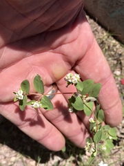Euphorbia capitellata