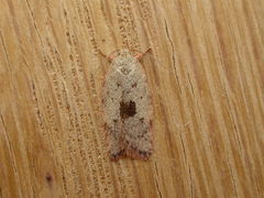 Oecophorinae
