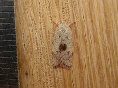 Oecophorinae