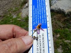 Primula subalpina