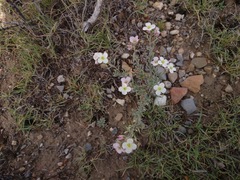 Nerisyrenia gracilis