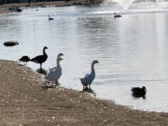 Anas platyrhynchos domesticus