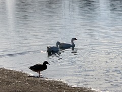 Anas platyrhynchos domesticus