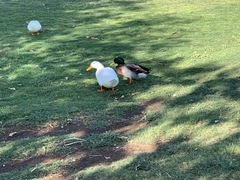 Anas platyrhynchos domesticus