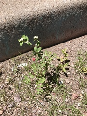 Euphorbia capitellata