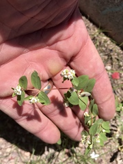 Euphorbia capitellata