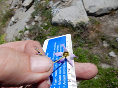 Primula subalpina
