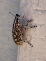 Cyphocleonus achates