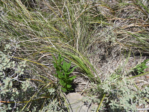 Image of Nolina micrantha by (c) Leticia Jiménez Hernández, some rights reserved (CC BY-SA)