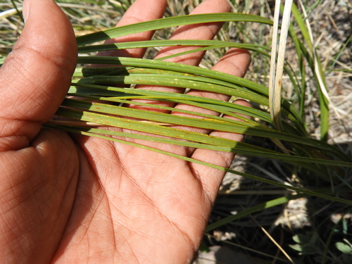 Nolina micrantha
