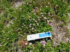 Primula subalpina