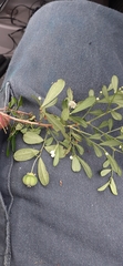 Synostemon albiflorus