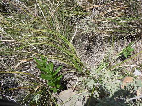 Image of Nolina micrantha by (c) Leticia Jiménez Hernández, some rights reserved (CC BY-SA)