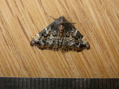 Corgatha sideropasta