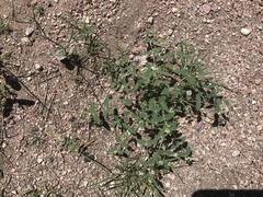 Euphorbia capitellata