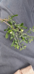 Synostemon albiflorus