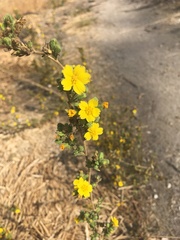 Deinandra mohavensis