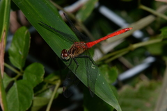 Sympetrum eroticum
