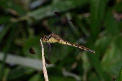 Sympetrum eroticum