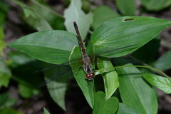 Sympetrum eroticum