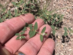 Euphorbia capitellata
