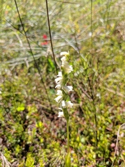 Spiranthes casei