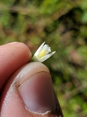 Spiranthes casei