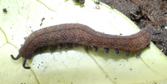 Peripatoides