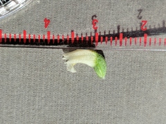 Spiranthes casei