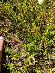 Spiranthes casei