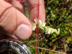Spiranthes casei