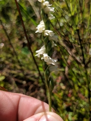 Spiranthes casei