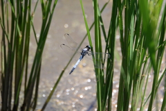 Orthetrum albistylum
