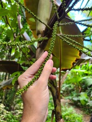 Ptychosperma elegans