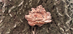 Basidiomycota