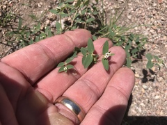 Euphorbia capitellata