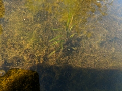 Potamogeton obtusifolius