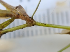 Potamogeton obtusifolius