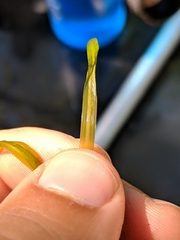 Potamogeton obtusifolius