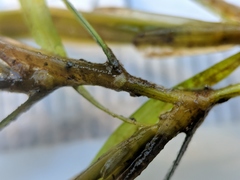 Potamogeton obtusifolius