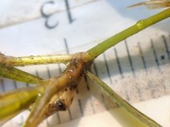 Potamogeton obtusifolius