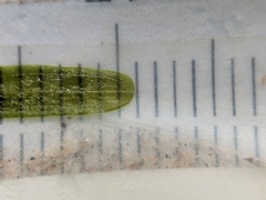 Potamogeton obtusifolius