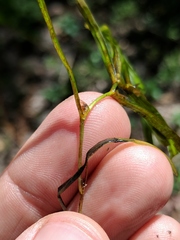 Potamogeton obtusifolius