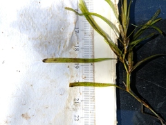 Potamogeton obtusifolius