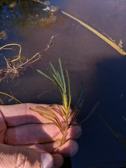Potamogeton obtusifolius