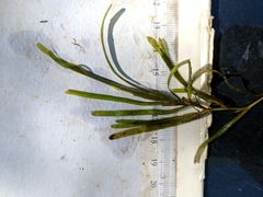 Potamogeton obtusifolius