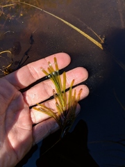 Potamogeton obtusifolius
